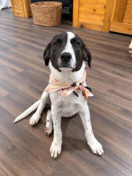 Millie Montana Open Skies -  Cattle Dog and Great Pyrenees Dog for Adoption in Friendswood, Texas - Millie Montana Open Skies | PetCurious