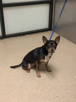 Rescue Chihuahua and Mixed Breed Dogs for Adoption in Fort Worth, Texas - GUNTHER | PetCurious
