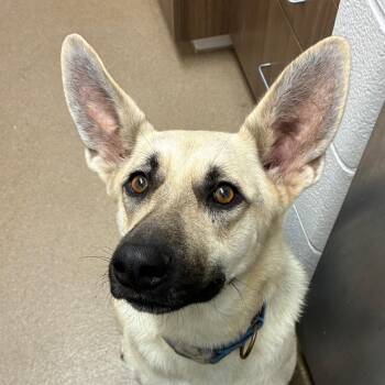 Shepherd Dogs Available for Adoption in Corpus Christi, Texas - Macaroni | PetCurious