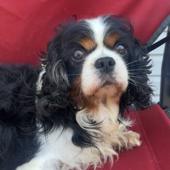 Cavalier King Charles Spaniel Dogs Available for Adoption in Cincinnati, Ohio - Henry | PetCurious