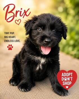 Brix -  Terrier and Australian Shepherd Dog for Adoption in Byrdstown, Tennessee - Brix | PetCurious