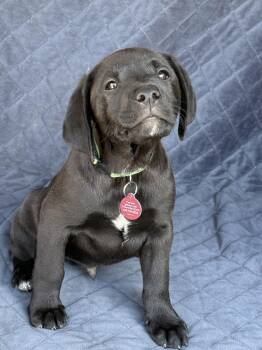 Labrador Retriever Dogs Available for Adoption - Doritos (M) | PetCurious