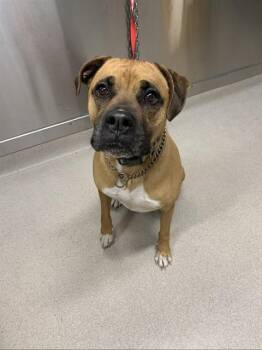 TUCKER -  Boxer and Labrador Retriever Dog for Adoption in Fairbanks, Alaska - TUCKER | PetCurious