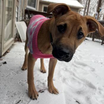 Mixed Breed Dogs Available for Adoption - Pretty Palomino | PetCurious