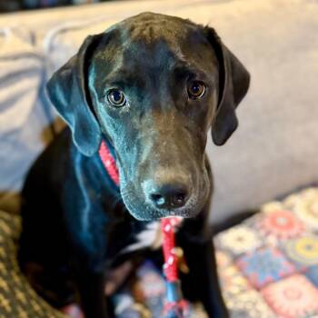 Spark -  Black Labrador Retriever Dog for Adoption in Huntsville, Alabama - Spark | PetCurious