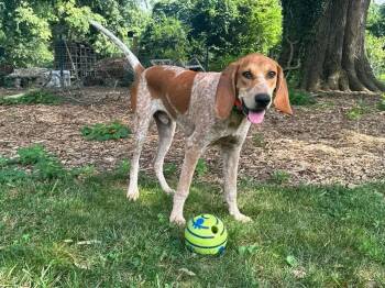 Orvis (VA) -  English Coonhound Dog for Adoption - Orvis (VA) | PetCurious