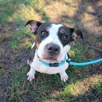 Wednesday -  Mixed Breed Dog for Adoption in Davenport, Iowa - Wednesday | PetCurious