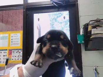 BLACK 3 -  Doberman Pinscher and Mixed Breed Dog for Adoption in Tulsa, Oklahoma - BLACK 3 | PetCurious