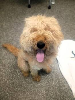 Flexo -  Standard Poodle and Mixed Breed Dog for Adoption in Westland, Michigan - Flexo | PetCurious