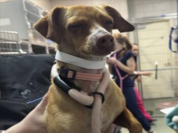 Mixed Breed Dogs Available for Adoption in Santa Fe, New Mexico - VANILLA | PetCurious