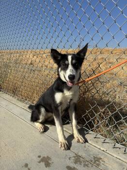 Oreo -  Border Collie Dog for Adoption in Delano, California - Oreo | PetCurious