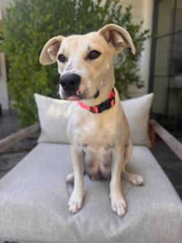 June -  Mixed Breed Dog for Adoption in Manhattan Beach, California - June | PetCurious