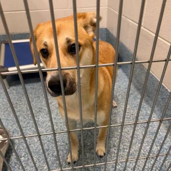 Mixed Breed Dogs Available for Adoption in Greensboro, North Carolina - Curly | PetCurious