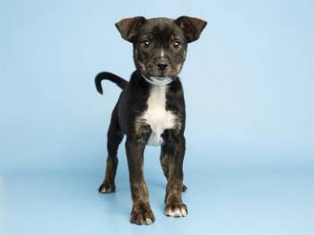 Pit Bull Terrier Dogs Available for Adoption in Phoenix, Arizona - STRAWBERRY | PetCurious