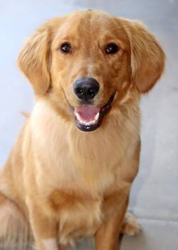 Teddy -  Golden Retriever Dog for Adoption in Glendale, Arizona - Teddy | PetCurious