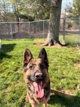 Pixie -  German Shepherd Dog Dog Available for Adoption in Ashland, Wisconsin - Pixie | PetCurious