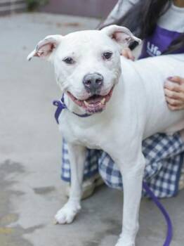 Mixed Breed Dogs Available for Adoption in Chamblee, Georgia - Cavatelli | PetCurious