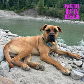 Alice -  Mastiff and Boxer Dog for Adoption in Vancouver, British Columbia - Alice | PetCurious