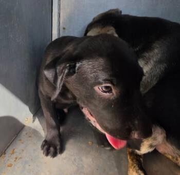 Jonah -  Mixed Breed Dog for Adoption in Mobile, Alabama - Jonah | PetCurious