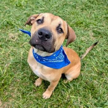 Rescue Black Mouth Cur Dogs for Adoption in Pittsburgh, Pennsylvania - Stavro | PetCurious
