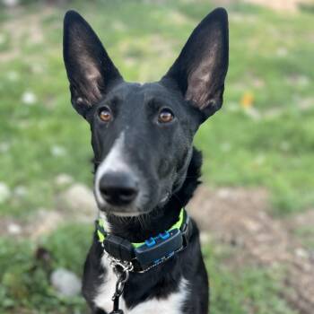 Bull Terrier Dogs Available for Adoption - Sansa Stark | PetCurious