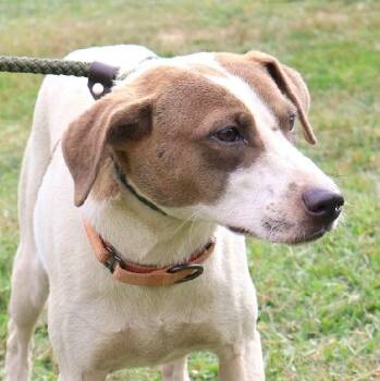 Rescue Labrador Retriever Dogs for Adoption in New York, New York - SKY CLOUD "In NY: FOSTER Or FOREVER HOME NEEDED!" | PetCurious