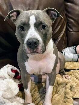 Rescue American Staffordshire Terrier and Pit Bull Terrier Dogs for Adoption in Athens, Georgia - Meeko | PetCurious