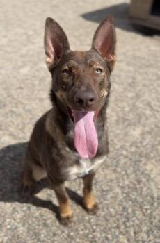 Lily -  Belgian Shepherd Malinois and German Shepherd Dog Dog for Adoption in Bemidji, Minnesota - Lily | PetCurious