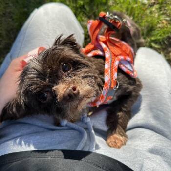 Yorkshire Terrier Dogs Available for Adoption in Wayne, New Jersey - Legend | PetCurious