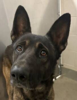 Rescue Belgian Shepherd Malinois Dogs for Adoption in Napa, California - Titan | PetCurious