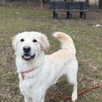 Golden Retriever and Great Pyrenees Dogs Available for Adoption - Myla | PetCurious
