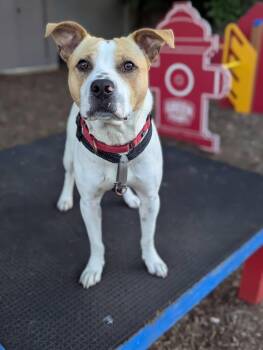 Spike -  Pit Bull Terrier and Cattle Dog Dog for Adoption in Columbia, Missouri - Spike | PetCurious