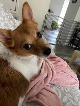 Fox Terrier and Chihuahua Dogs Available for Adoption in Saugus, Massachusetts - Lizzie | PetCurious