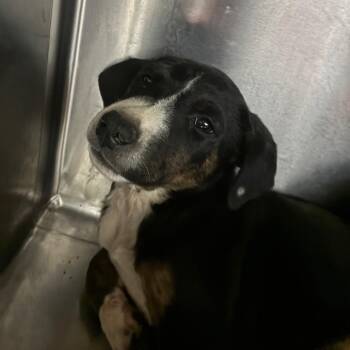 Draco -  Mixed Breed Dog for Adoption in Corbin, Kentucky - Draco | PetCurious