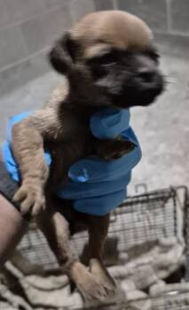 TOPAZ -  Terrier Dog for Adoption in San Antonio, Texas - TOPAZ | PetCurious