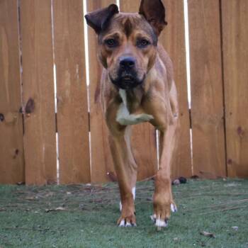 Brett JuM -  Shepherd and Basenji Dog for Adoption in Austin, Texas - Brett JuM | PetCurious
