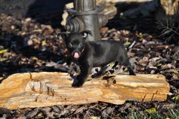 Rescue Chihuahua and Dachshund Dogs for Adoption in Union Gap, Washington - Turner | PetCurious