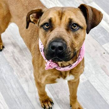 Sage -  Mixed Breed Dog for Adoption in Lufkin, Texas - Sage | PetCurious