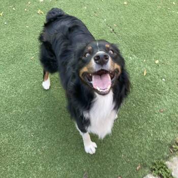 Australian Shepherd Dogs Available for Adoption in Alexandria, Virginia - Oshie | PetCurious