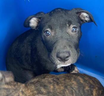 AURORA -  Mixed Breed Dog for Adoption in Dallas, Texas - AURORA | PetCurious