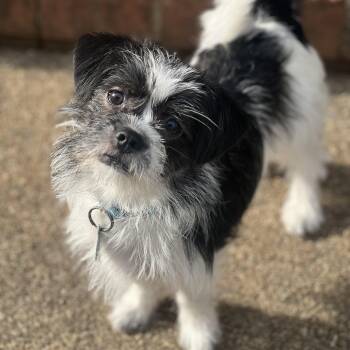 Chihuahua Dogs Available for Adoption in Greensboro, North Carolina - Pickles | PetCurious