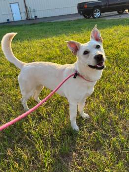 Rue -  Cattle Dog Dog for Adoption in Grand Forks, North Dakota - Rue | PetCurious