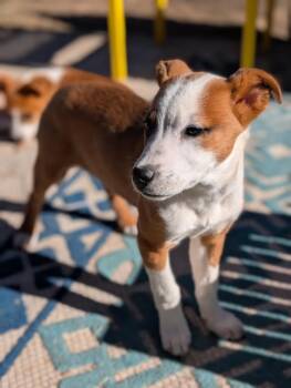 Cattle Dog Dogs Available for Adoption - Kikli | PetCurious