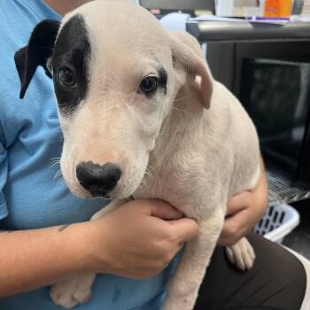 Mixed Breed Dogs Available for Adoption in Columbiana, Alabama - Milo | PetCurious