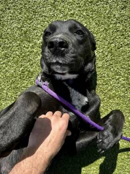 Mixed Breed Dogs Available for Adoption - Zoboomafoo | PetCurious