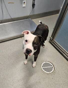 Bing -  Pit Bull Terrier Dog for Adoption in Bloomington, Indiana - Bing | PetCurious