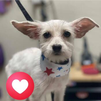 Rescue Terrier Dogs for Adoption in Fresno, California - Flour | PetCurious