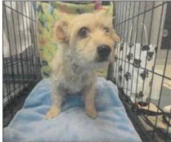 Jaz -  Terrier Dog for Adoption in Creston, California - Jaz | PetCurious
