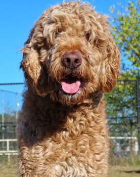 Rescue Goldendoodle Dogs for Adoption in Lindenhurst, New York - 25-425 Luca | PetCurious