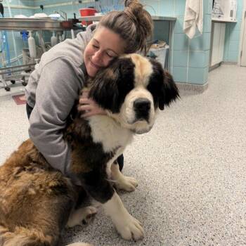 Mixed Breed and Saint Bernard Dogs Available for Adoption in West Olive, Michigan - Ruby | PetCurious